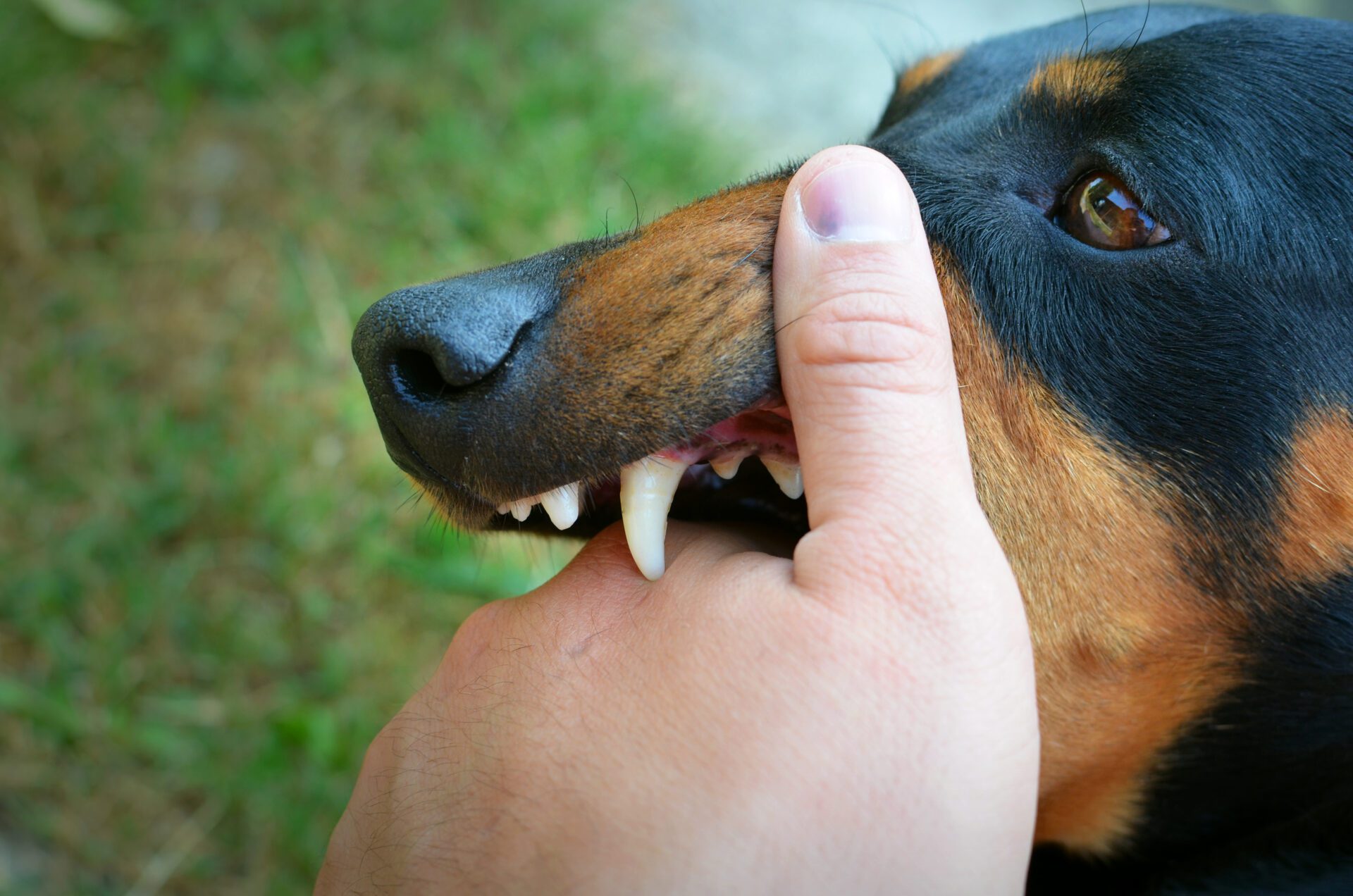 Vicious dog showing teeth and biting hand. Dog Bites